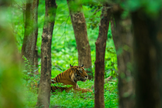 A dominant male tiger spotted in monsoon green in a rainy season on a safari at Ranthambore National Park India