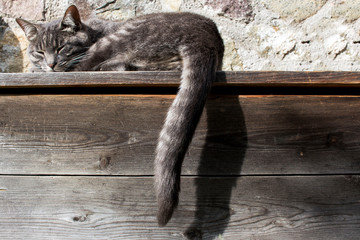 portrait of a sleeping cat on a bench in a sunny day