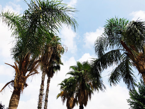  Palm trees and a blue Cloudy sky