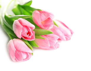 Beautiful spring tulips on white background. International Women's Day