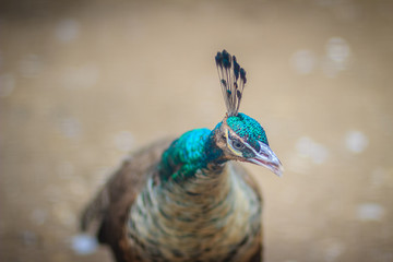 Close up to beautiful face of young peacock male with blue plumage.