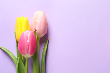 Fototapeta premium Beautiful spring tulips on color background, top view with space for text. International Women's Day