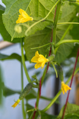 young Cucumber in the garden 