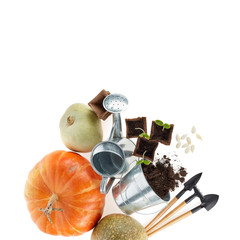 Seedlings, gardening tools. Pumpkins harvest