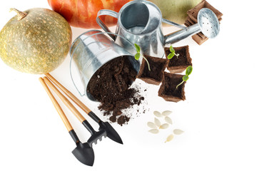 Seedlings, gardening tools. Pumpkins harvest