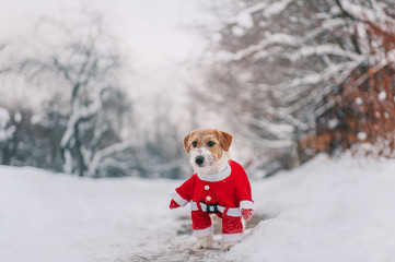 Dressed jack russell terrier dog is walking on snow street