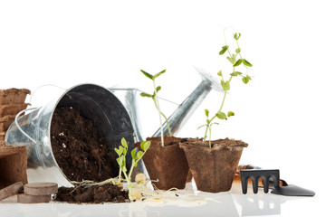 Seedlings and gardening tools