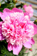 pink peonies in the garden