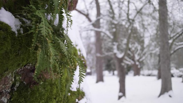 Snowy forest tree covered in plants with winter winds.