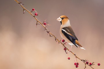 Hawfinch (Coccothraustes coccothraustes) sitting in the branch