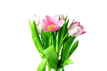 Beautiful tulips on a white background.