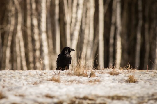 Portrait Raven, winter background, Black bird