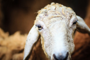 Close up brown sheep in the sheep farm. Sheep in the farm waiting for food.