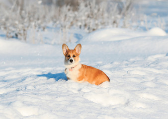  portrait of the animal little red Corgi puppy walks in the Sunny winter pack in deep white snow