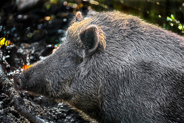 Wild boar`s head. Latin name - Sus scrofa