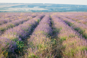 Lavender field image with a small depth of field