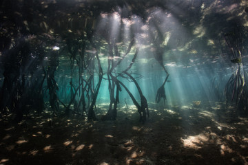 Sunlight and Shadows in Blue Water Mangrove, Raja Ampat