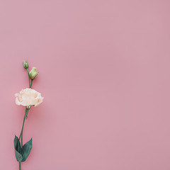 delicate peach eustoma on a square pink background
