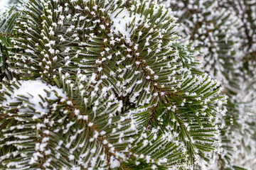 Close-up of pine tree branches covered with snow and frost, texture background