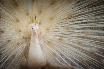 Beautiful white peafowl with feathers out. White male peacock with spread feathers. Albino peacock with fully opened tail.