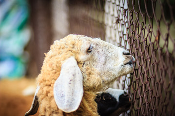 Close up brown sheep in the sheep farm. Sheep in the farm waiting for food.