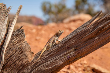 Long Nosed Leopard Lizard