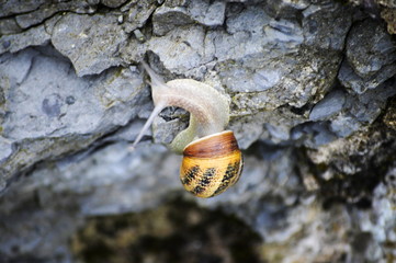 A snail on a wall