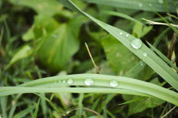 Raindrops in the grass