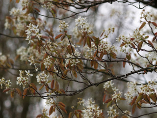Amelanchier lamarckii - Amélanchier de Lamarck, un petit arbuste fruitier aux feuilles pourpres bronzées et duveteuses, aux petites fleurs étoilées printannières  au pétales blanches pures en grappes.