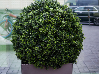 Big evergreen tree Buxus sempervirens common box, European box, or boxwood in pot near house