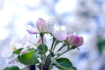 Obraz premium Kwiaty jabłoni na wiosnę. Piękna przyroda tła na zewnątrz latem, wiosną makro zbliżenie.