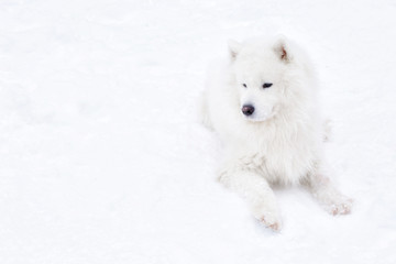 Fototapeta premium samoyed dog in winter forest. portrait of a dog in the winter forest.