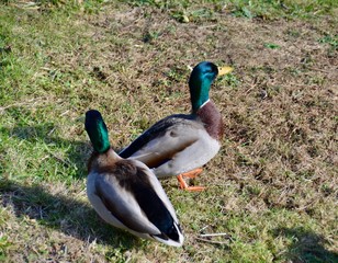 Ducks
