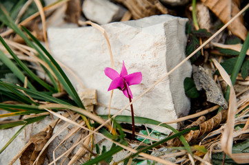 Strong little pink flower grows among rocks and green leaves