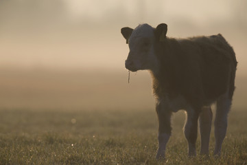 Cattle walking in the morning sunset in a meadow in Brandenburg Germany.