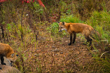 Naklejka na ściany i meble Red Fox (Vulpes vulpes) Stands Looking at Other Autumn