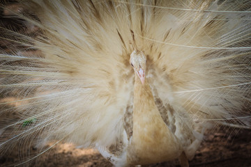 Beautiful white peafowl with feathers out. White male peacock with spread feathers. Albino peacock with fully opened tail.