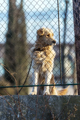 A large white mongrel dog on the chain carefully looks through the metal mesh of the fence. Great white labrador on a chain
