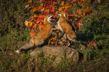 Two Red Foxes (Vulpes vulpes) Fight Atop Rock Autumn