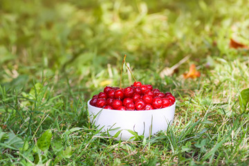Fresh ripe sweet summer cherries in a white ceramics cup on green grass in summer garden