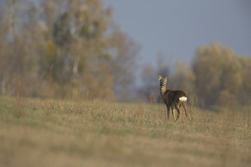 Naklejka premium An European roe deer (Capreolus capreolus) standing in a grassfield looking curious. 