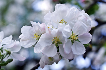 Flowers of an apple-tree in the spring. Beautiful nature background outdoors in summer, in spring close-up macro.