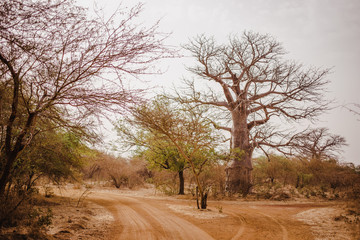 Sandy road in Safari. Baobab and bush jungles in Senegal, Africa. Wild life in Bandia Reserve. Hot,...
