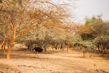 Ostrich walking between the trees on sandy road. Wild life in Safari. Baobab and bush jungles in...