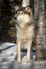 Grey Wolf (Canis lupus) Looks Up Next to Tree Winter