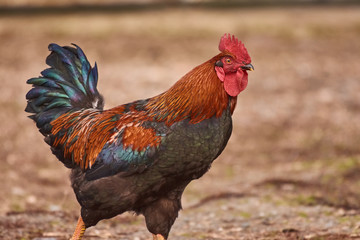 Rooster  free range. Cock walking in a farm.