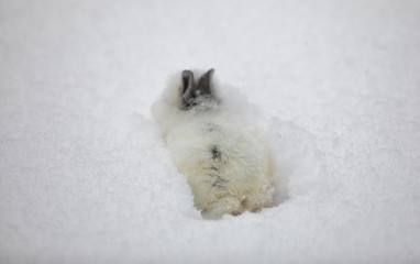white rabbit in winter