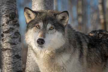 Grey Wolf (Canis lupus) Looks Out Head Tilted Winter