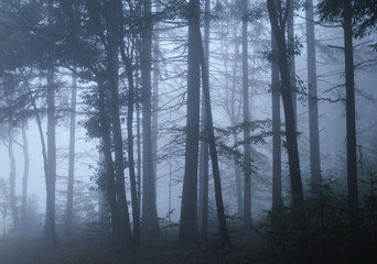 Fototapeta na wymiar Dark forest