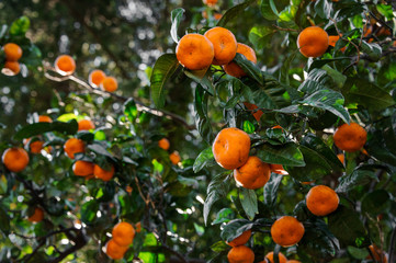 Background of the delicious tangerine fruits on the succulent green leaves tree